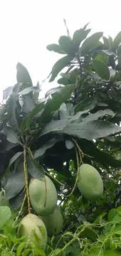 Mango Tree Foto stock