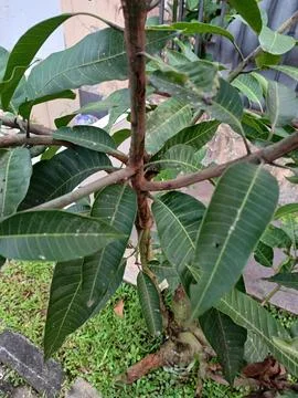 Mango tree Stock Photos