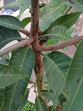 Mango tree Stock Photos