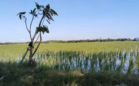 Mango tree 스톡 사진