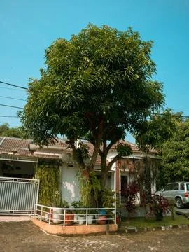 Mango tree Foto stock