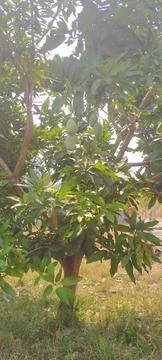 Mango tree Stock Photos