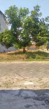 Mango tree Stock Photos