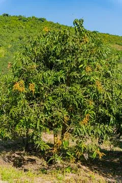 Mango tree. 스톡 사진