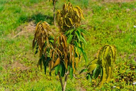 Mango tree. Photos