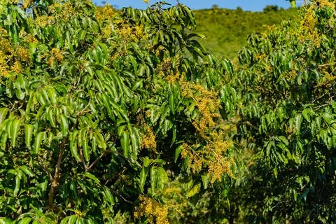 Mango tree. Foto stock