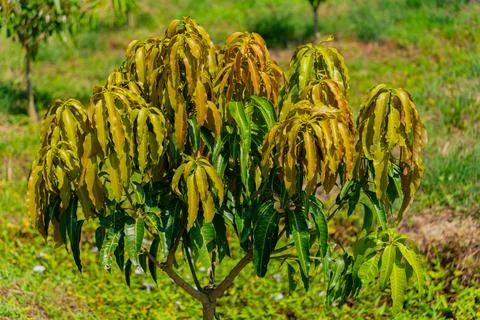 Mango tree. 库存照片