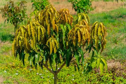 Mango tree. Foto stock