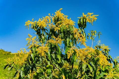 Mango tree. Foto stock