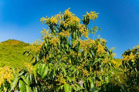 Mango tree. Stock Photos