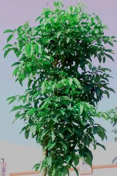 Mango Tree Stock Photos