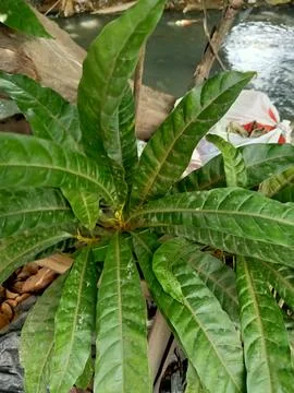 Mango Tree Plant Stock Photos