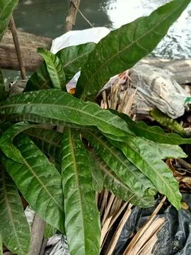 Mango Tree Plant Stock Photos