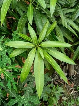 Mango Tree Plant Stock Photos