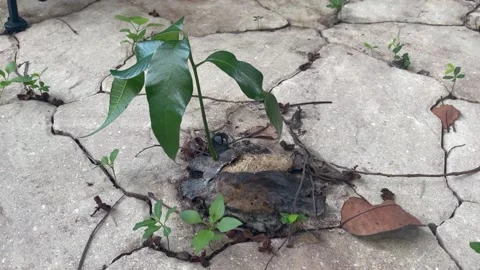 Mango tree plant sprouting out of a fallen mango 스톡 동영상 180512351