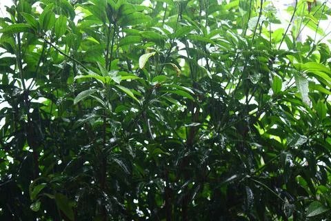 Mango Tree with pouring Rain Stock Photos