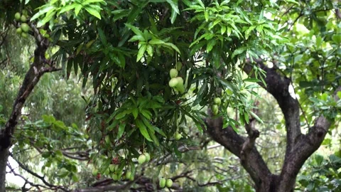 Mango tree in the rain, tropical rain in Mauritius, nature Stock Footage 199597839