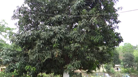 Mango tree with raw fruits 스톡 동영상 38035543