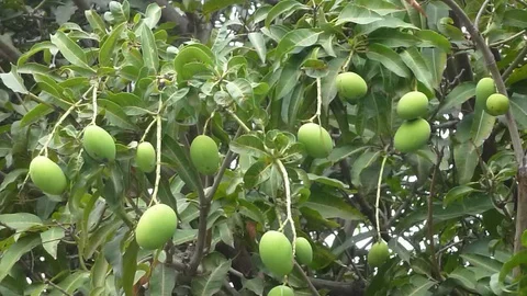 Mango tree results Stock Footage 127701452