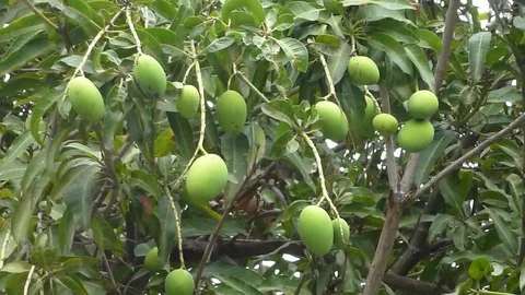 Mango tree results Stock Footage 127703012
