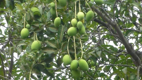 Mango tree results Stock Footage 127703543