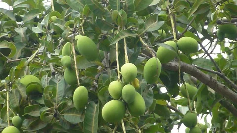 Mango tree results Stock Footage 127703957