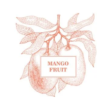 Mango tree retro illustration. Botanical mango fruit illustration. Engraved.. Stock Illustration