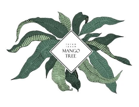 Mango tree retro illustration. Botanical mango fruit illustration. Leaves. .. Stock Illustration