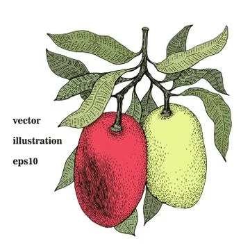 Mango tree retro illustration. Botanical mango fruit illustration. Engraved.. Stock Illustration