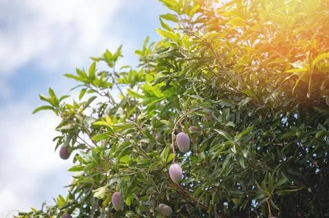 Mango tree with ripe fruit under blue sky during sunny day Stock Photos