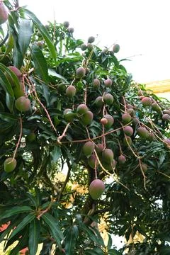 Mango tree with ripening fruit Stock Photos