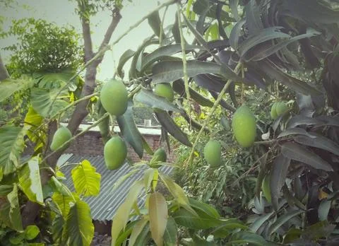 Mango tree sensory Stock Photos