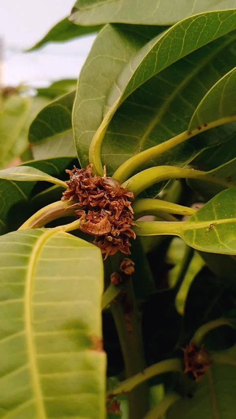 Mango Tree Severe Infestation of Mango Malformation Disease on Panicles Stock Footage 341671818
