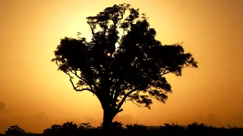 Mango Tree Silhouette at Dawn Stock Footage 130218400