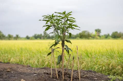 Mango tree, Small mango tree, Mango seedlings. rice fields background Stock-Fotos