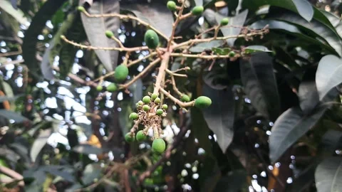 Mango tree with small mangoes hanging. Stock Footage 150607286