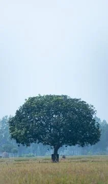 A mango tree stand alone with golden rice filed. Stock Photos