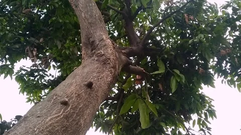 Mango tree standing in a dark tropical garden during twilight and dusk Stock Footage 340780867