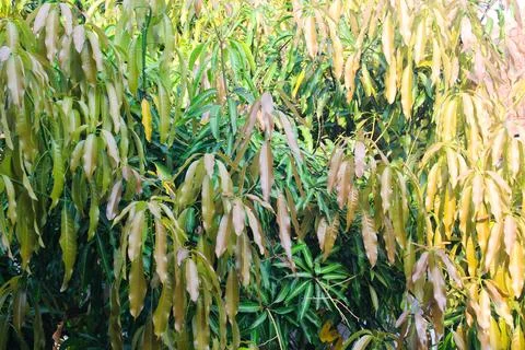 Mango tree in the summer Stock Photos