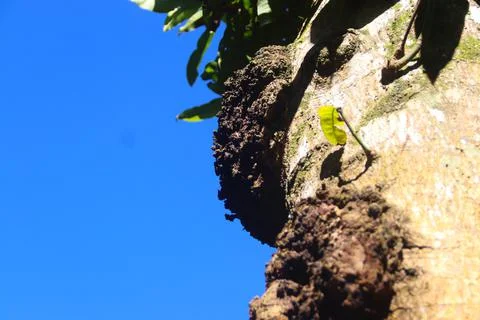 Mango tree surface and blue sky Foto stock