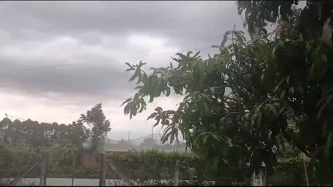 Mango Tree Swaying in Strong Wind Before Rain in Vietnam Stock Footage 336810162