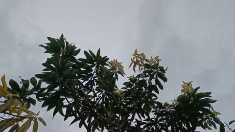 Mango tree texture blowing in the wind Stock Footage 220282156