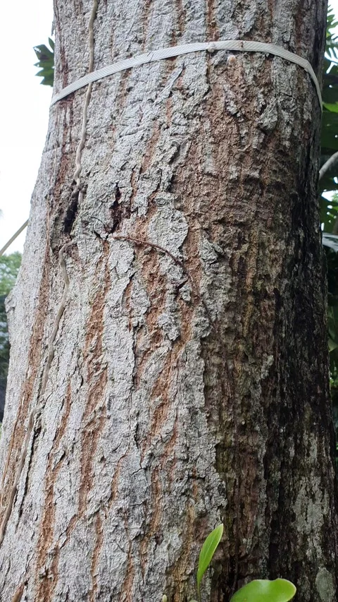 Mango tree with thick green leaves 库存影片 298901415
