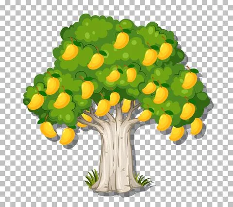 Mango tree on transparent background 스톡 일러스트