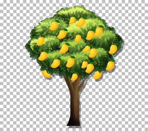 Mango tree on transparent background 스톡 일러스트