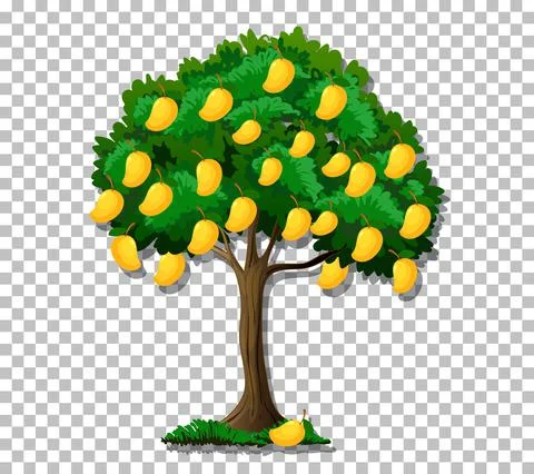 Mango tree on transparent background 스톡 일러스트
