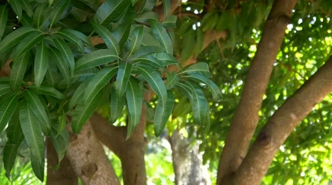 Mango Tree Trunk, 4K Stock Footage 50313627