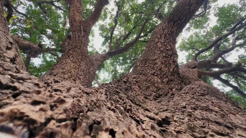 Mango Tree Trunk Low Angle View Stock Footage 328148126