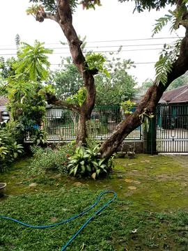 Mango tree trunk Stock-Fotos