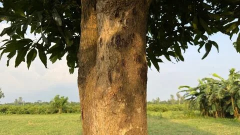 A mango tree trunk stands prominently against a lush green field and a blue s Фото
